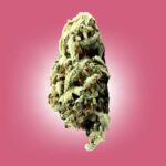 Discover THCA in Houston: Premium Cannabis Products