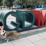 Pet import guidelines Mexico: a practical guide for travellers