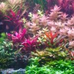 Discover Premium Aquatic Plants Online for Your Aquarium