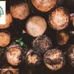 Ensure Healthy and Safe Trees with Expert placerville tree service Today