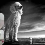 Accesorios para Perros en León GTO | Mascotas Badog