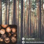 Keep Your Trees Beautiful and Strong with Trusted tree service placerville