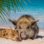 Swim With Pigs Nassau – Unforgettable Bahamas Adventure