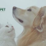 Natürliches Nieren-Supplement für Katzen – Unterstützung für здоровes Kita