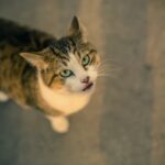 Buy Gnasher Dog Toy In Uk | Yopet.co.uk