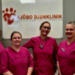 Veterinär hembesök Tomelilla – vårdmjuk katt och hund hos dig