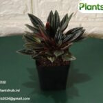 Money Plant Online | Plantshub.in