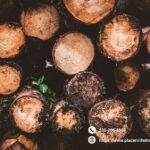 A Quiet Gardener’s Morning in the Hills