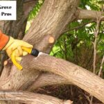 Get Safe and Efficient Solutions with Skilled tree removal elk grove Experts
