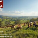 Halal Goat Meat Exporters Kenya | Ethical, Fresh & Reliable