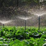 Garden Landscaping Dubai Cost | Paradise-escape.ae