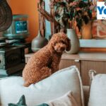 Kaytee Comfort Wheel: Safe Exercise for Your Small Pet