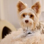 Best natural dog food for small breeds: wholesome, tiny-tail vitality
