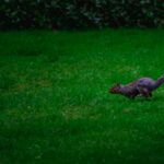 Professional Gardening Services to Transform Your Outdoor Space