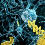 Top Biotech Suppliers USA for Researchers and Labs