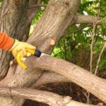Reliable Tree Service in Elk Grove, CA | Expert Care