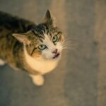 Online Cat Bedding Collection in UK | Comfort for Your Cat