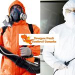 Reliable Pest Control Services Edmonton | Eco-Friendly Solutions