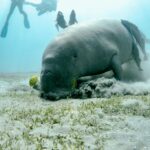 Cruises to the Red Sea Egypt: Sail, Dive & Unwind with Boreas