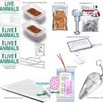 Understanding international pet import rules for smooth cross-border travel