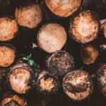 Placerville Tree Service | Expert Arborist Care in El Dorado County