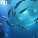 EU Certified Collagen Peptides Powder for Skin, Hair & Joints