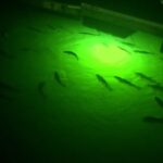 Underwater Fish Lights: Bright, Reliable Dock Lighting for Nighttime Angling