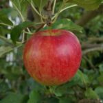 Ice Cream Colours: Brighten Desserts with Safe, All-Natural Hues