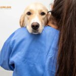 Hund tandvård Tomelilla – expertsköter din hunds tänder