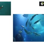 Hydrolyzed Fish Protein: Gentle, Digestible Wellness Boost