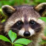 Emergency Raccoon Control Shohola – Rapid, Safe Removal