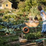 Companion Planting for a Cottage Garden: Practical Tips