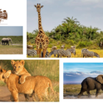 East Africa Holiday Packages: Wildlife, Beach & Cultural Tours