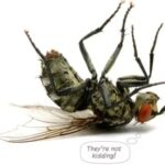 Pest Control Surfers Paradise – Safe, Reliable Pest Solutions