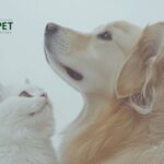 Urinary & Kidney Dog Food for Healthy Pets